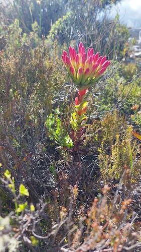 Rochea coccinea 'Bicolor'