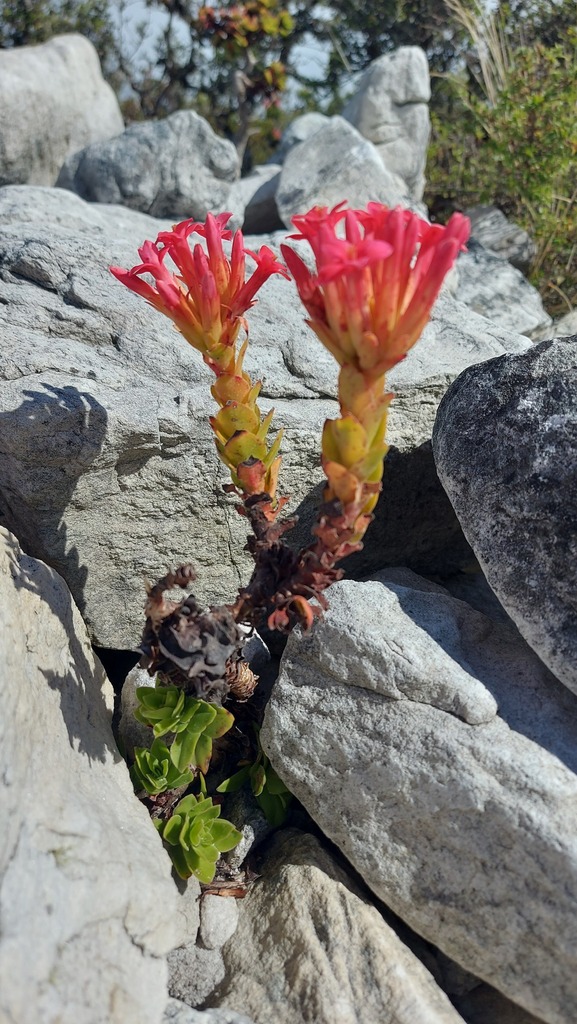 Crassula coccinea