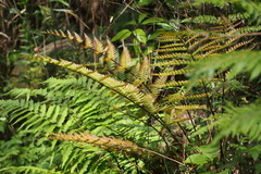 Dryopteris erythrosora