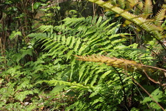Dryopteris uniformis
