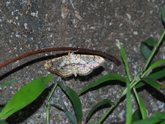 Haritalodes