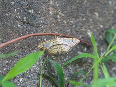 Haritalodes