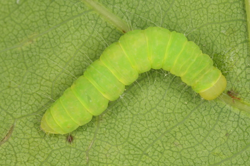 Oak Nycteoline