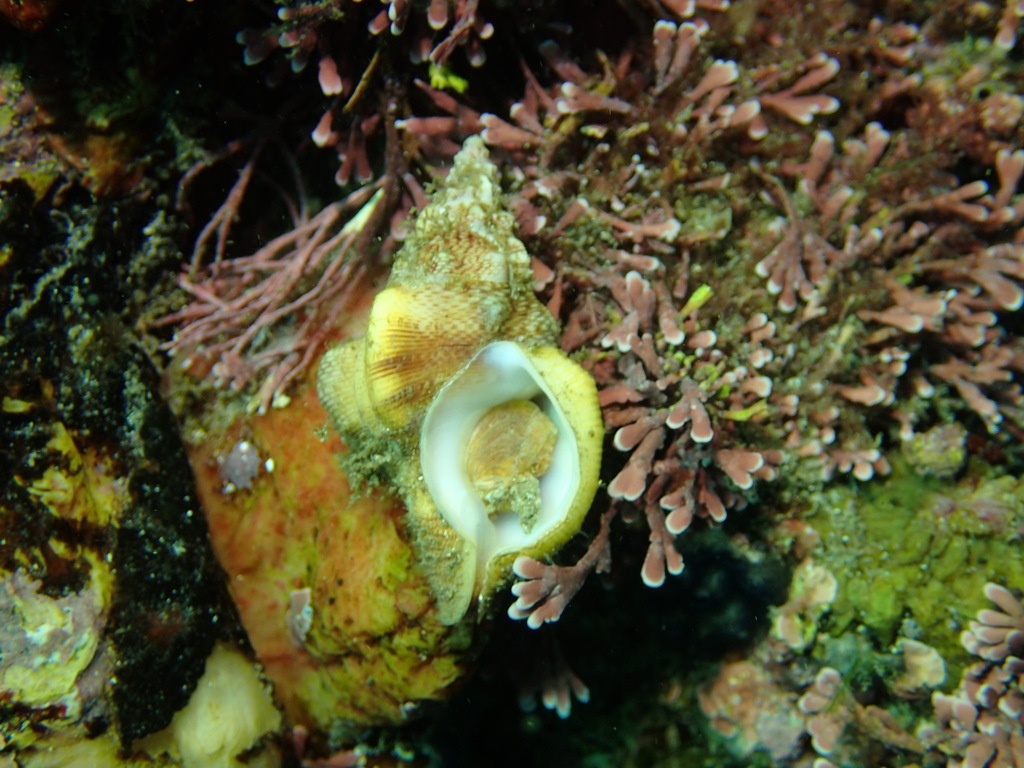 Austrosassia
