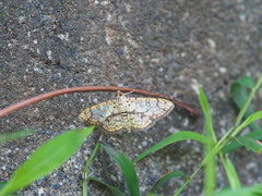 Haritalodes