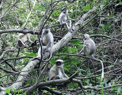 Semnopithecus hypoleucos