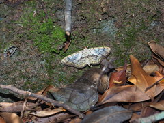 Haritalodes
