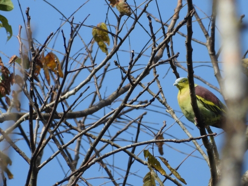 Ashy-headed Green Pigeon (Treron phayrei)