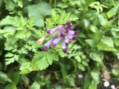 Corydalis incisa