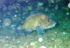 Acanthistius ocellatus