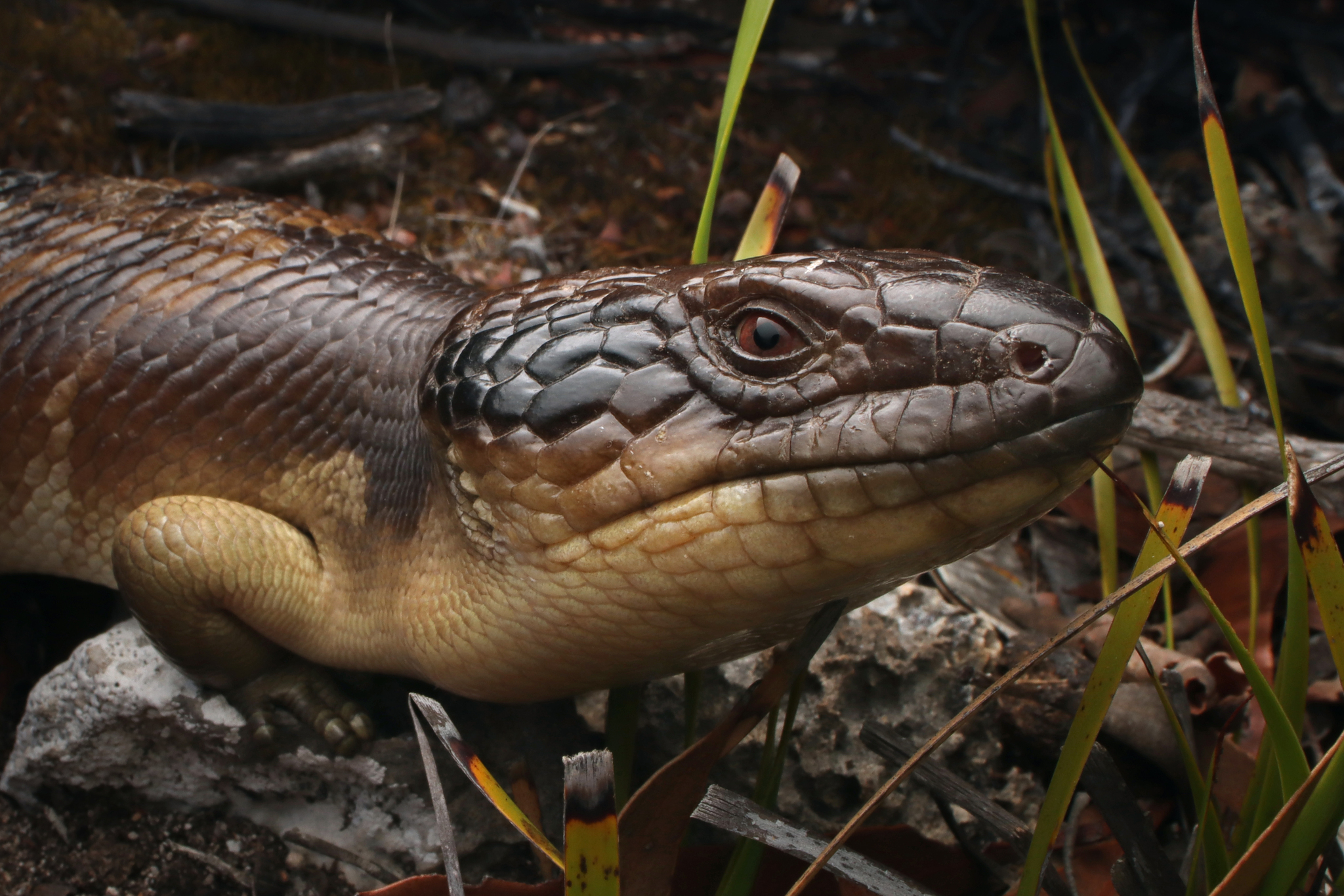 western bluetongue, western blue-tongued lizard