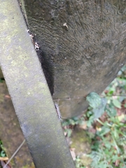 Chrysaeglia magnifica