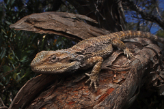 Eastern Bearded Dragon photo 2