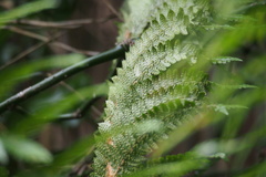 Polystichum longifrons