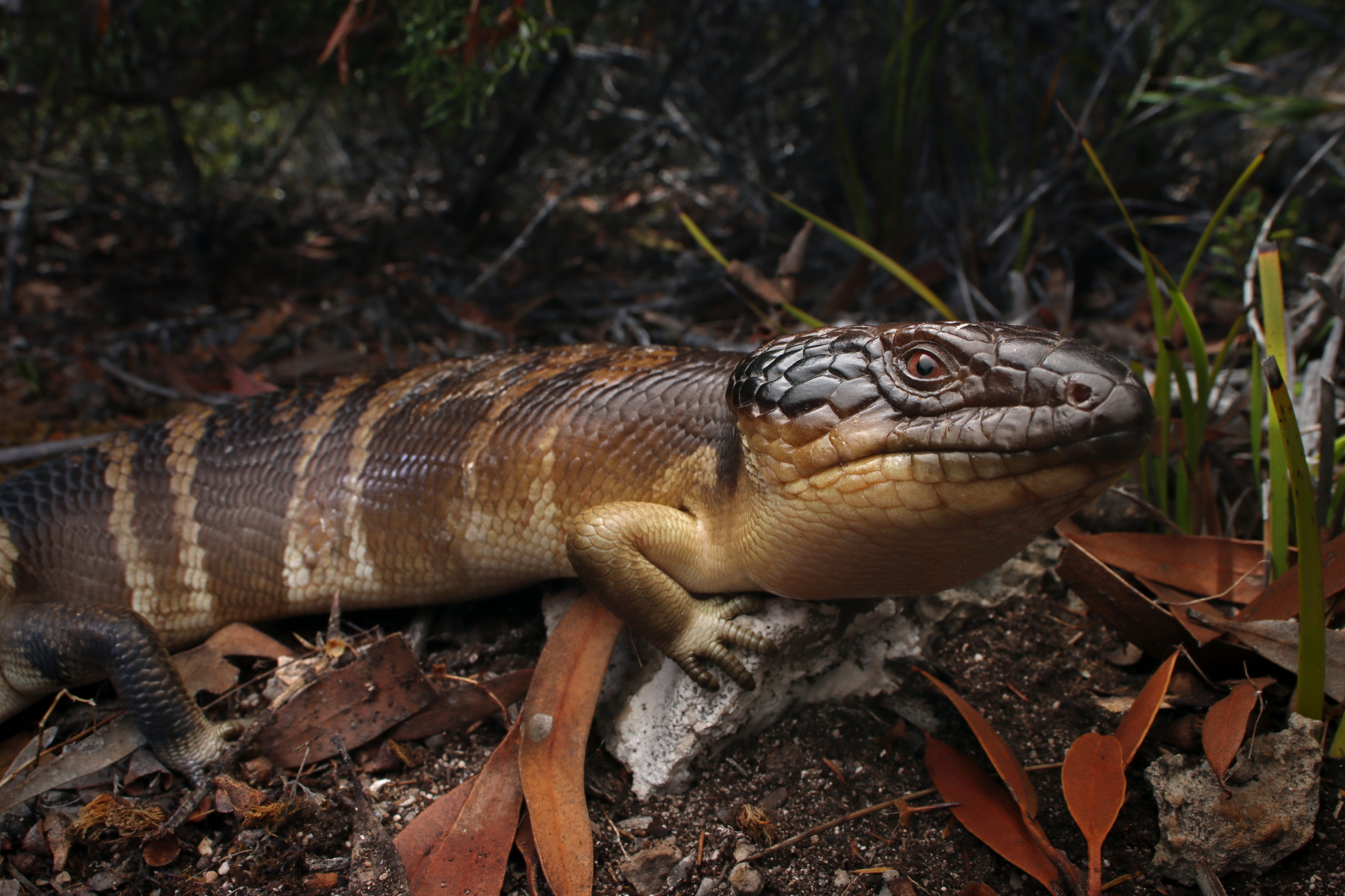 western bluetongue, western blue-tongued lizard