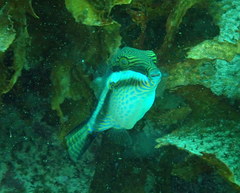 Canthigaster callisterna