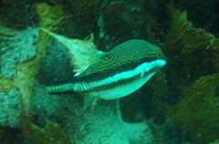 Canthigaster callisterna