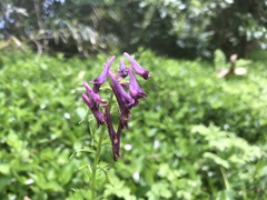 Corydalis incisa