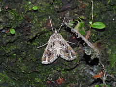 Paracymoriza vagalis