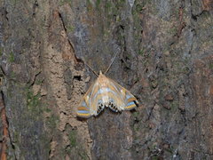 Eoophyla conjunctalis