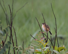 Dambo Cisticola photo 4