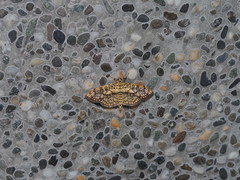 Haritalodes