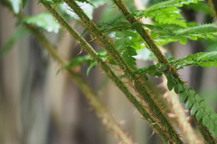 Polystichum longifrons