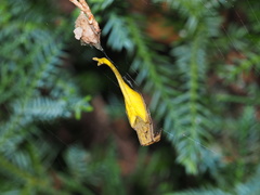 Arachnura melanura