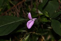 Dicliptera tinctoria