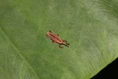 Sphenocorynes kosempoensis