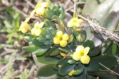 Kalanchoe garambiensis