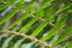 Polystichum longifrons