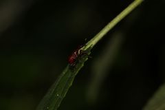 Paratrachelophorus nodicornis