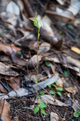Pterostylis acuminata