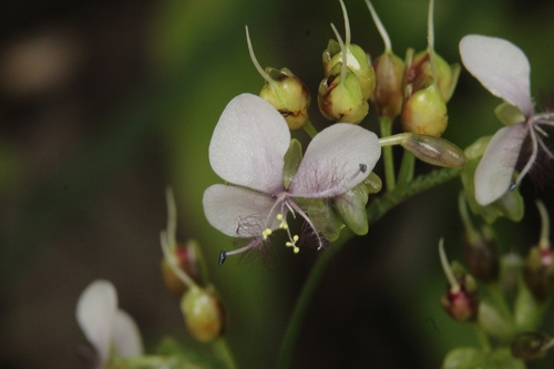 Image of Murdannia simplex by no rights reserved