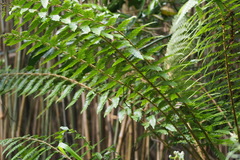Polystichum longifrons