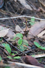 Chiloglottis seminuda