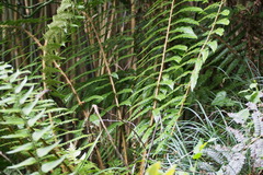 Polystichum longifrons