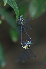 Heliogomphus scorpio