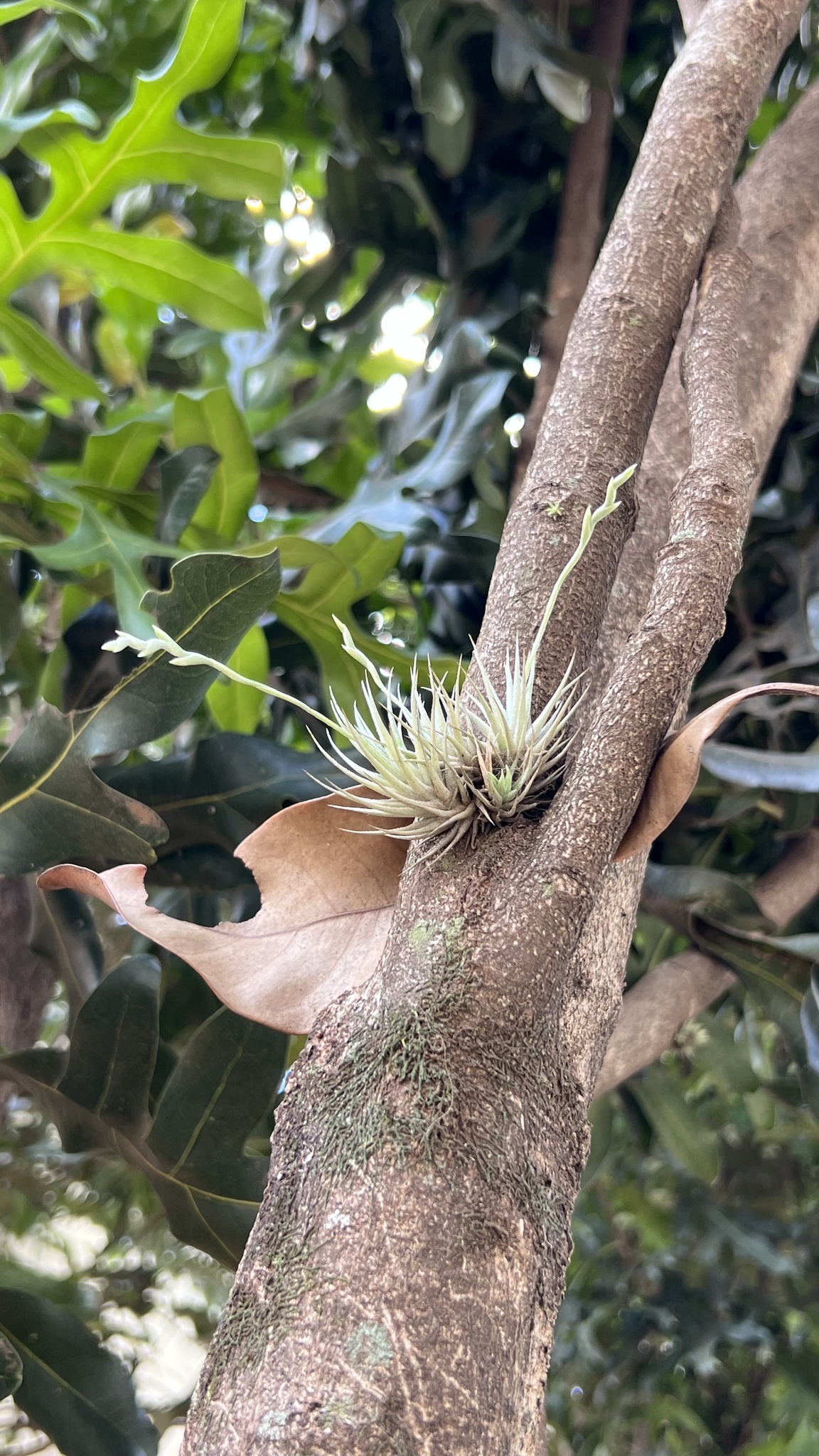 Tillandsia loliacea
