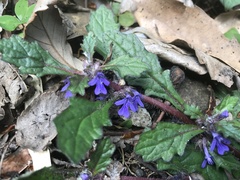 Ajuga decumbens
