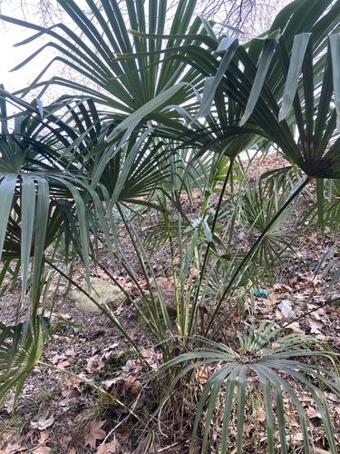 Foto de Palmeira-de-leque