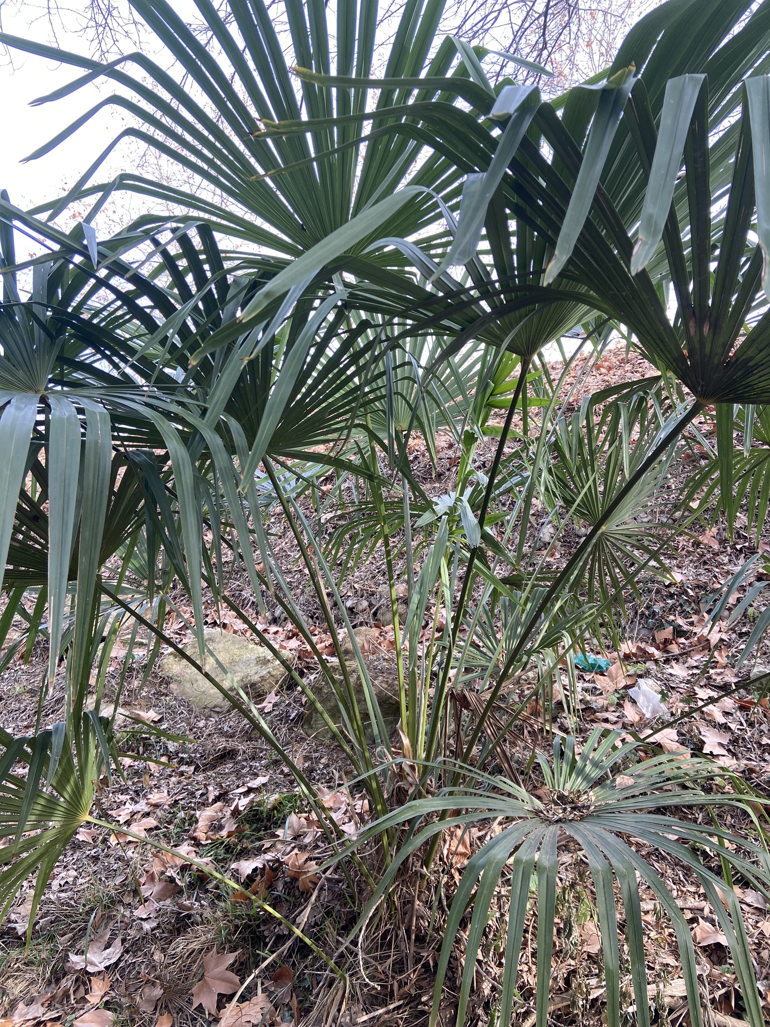 Imagem de Palmeira-de-leque