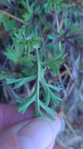 Image of Long Butterfly Storksbill (Pelargonium longicaule) by (c) Petra Holland, some rights reserved (CC BY)