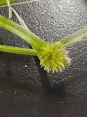 Cyperus aromaticus