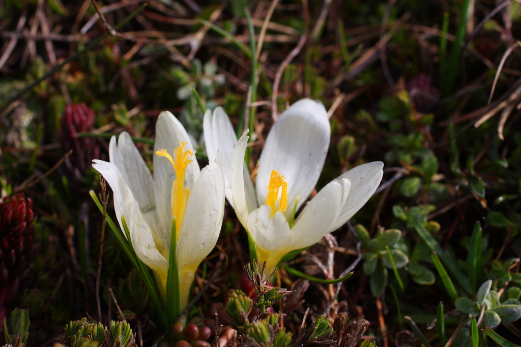 Crocus cvijicii