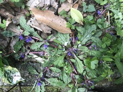 Ajuga decumbens