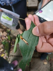 Drapetodes mitaria