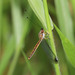 Cloudy-wings Owlfly - Photo (c) rick_franks, some rights reserved (CC BY-NC), uploaded by rick_franks