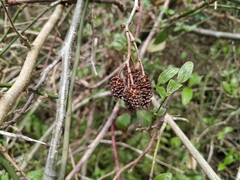Alnus glutinosa barbata